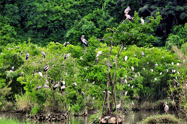 Cúc Phương National Park